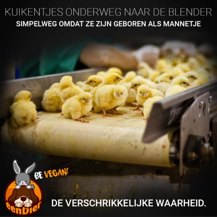 Kuikentjes op een loopband onderweg naar de blender