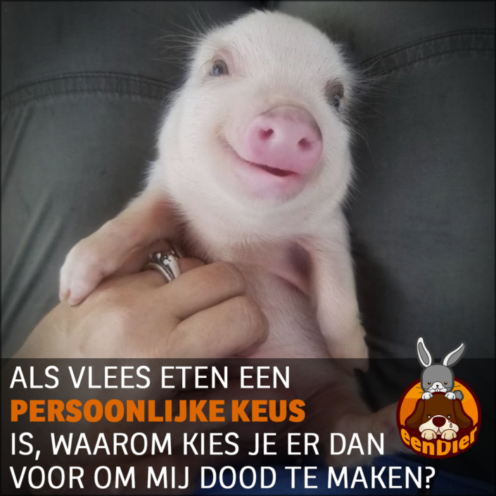 Hand kietelt varkentje