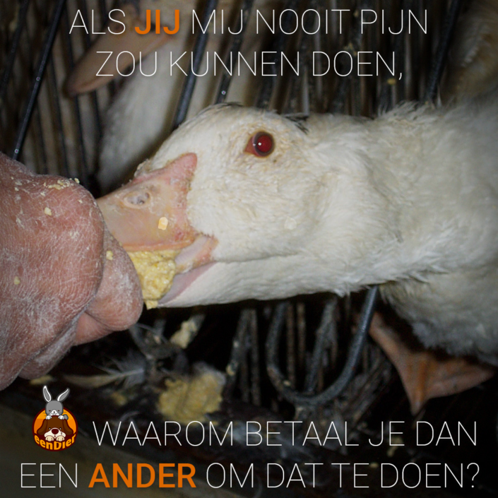 Eend krijgt gedwongen voedsel voor foie gras.