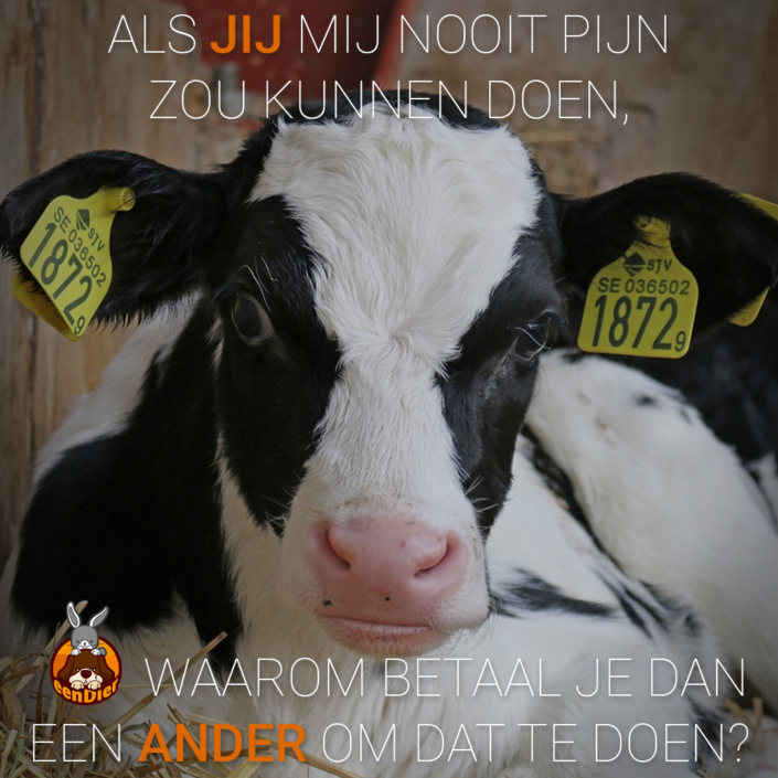 Kalfje met tags in zijn oren