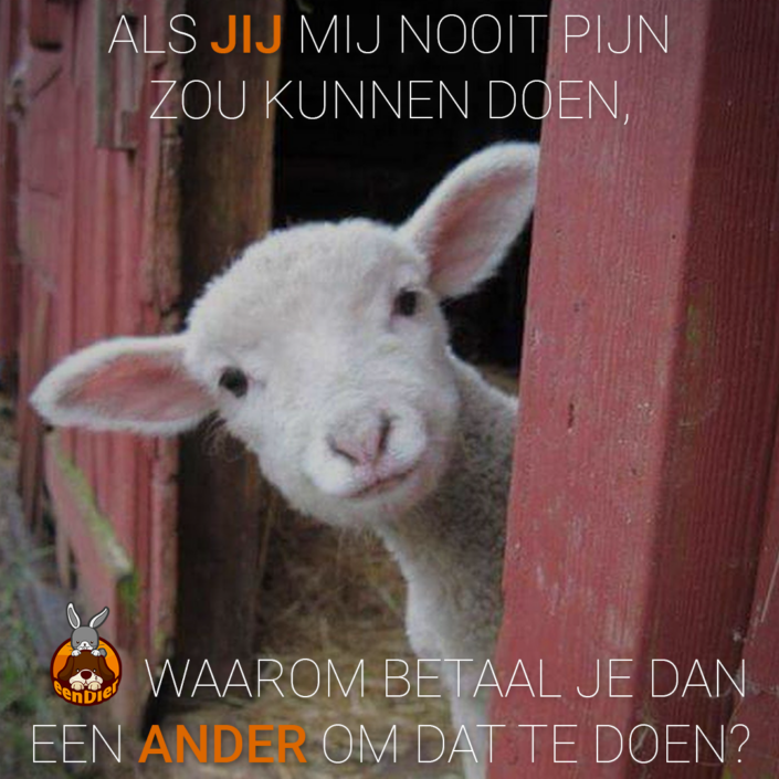 Schattig lammetje kijkt in de camera