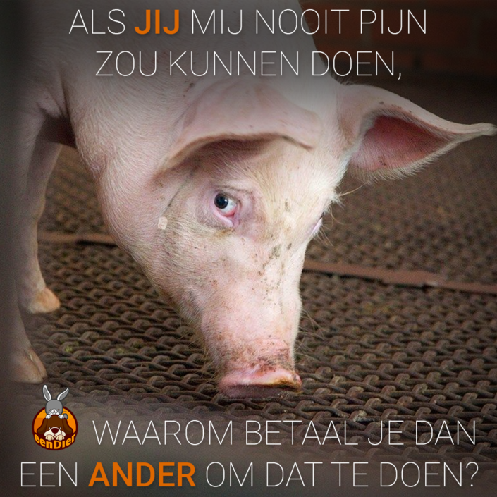 Varken kijkt zielig in de camera