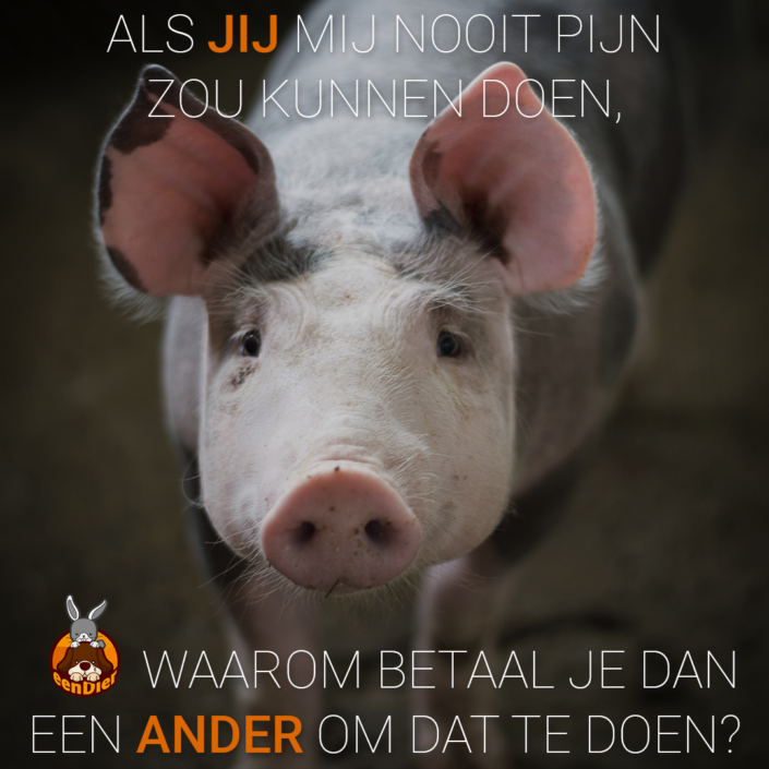 Varken kijkt in de camera