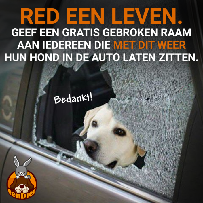 Hond in een auto waarvan de ruit is ingeslagen.